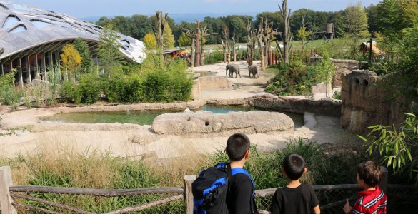 Zoo Zurich with Kids