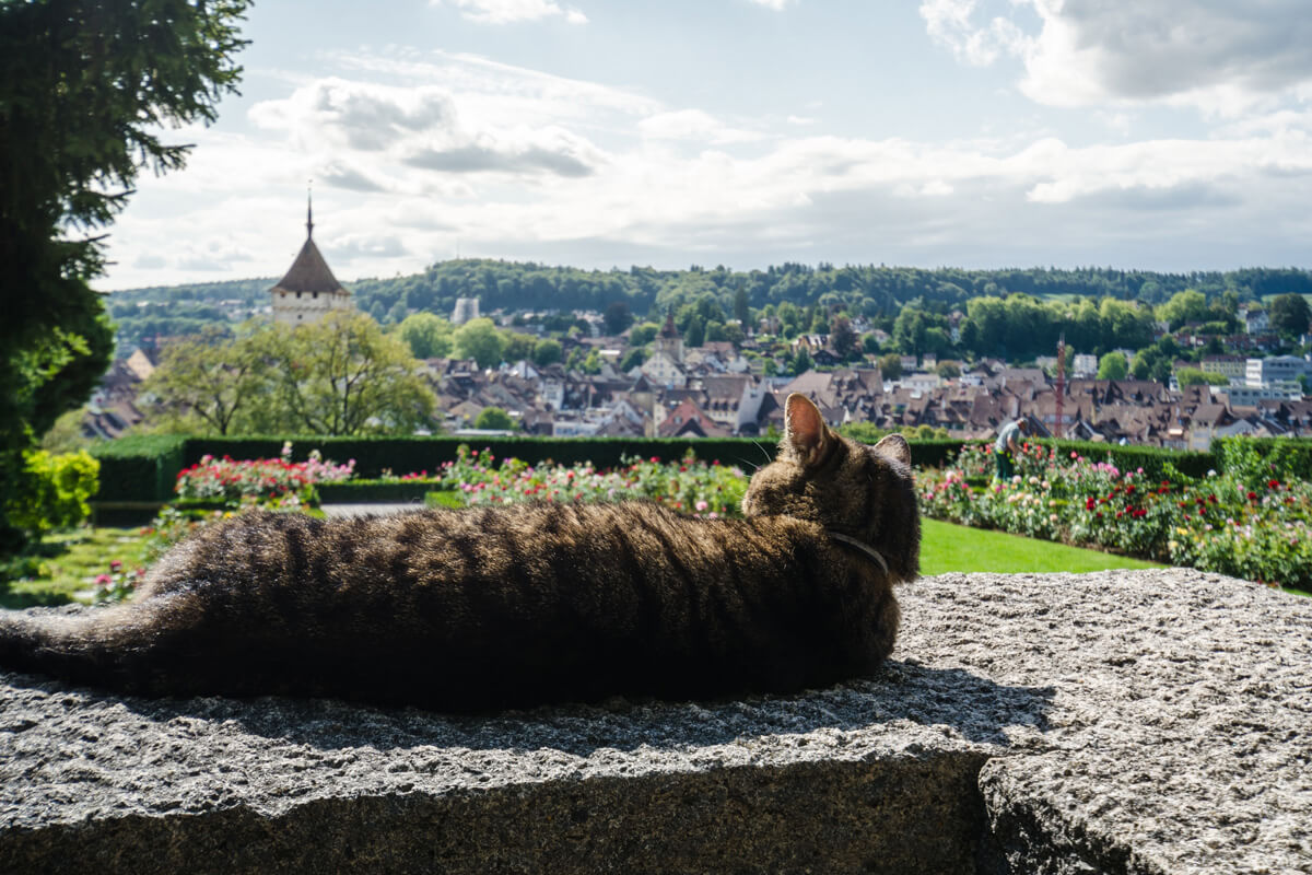 Perfect Summer Weekend in Schaffhausen