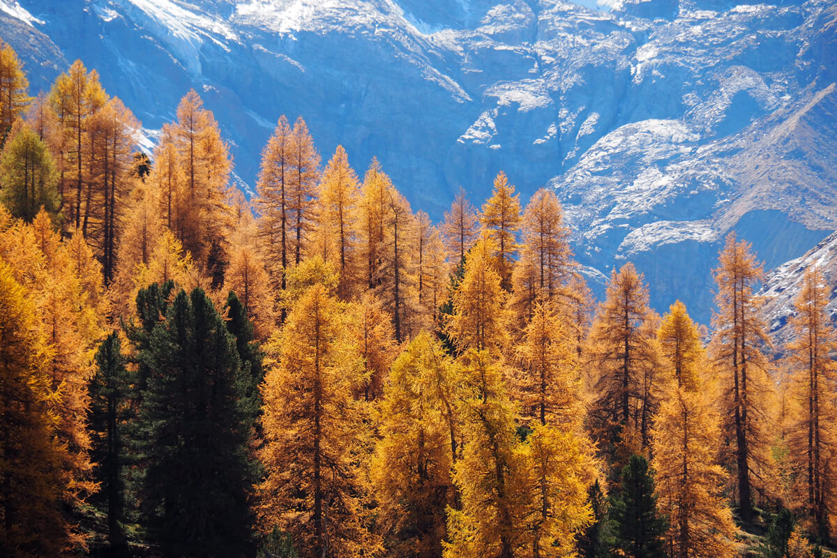 Indian Summer in Engadine, Switzerland