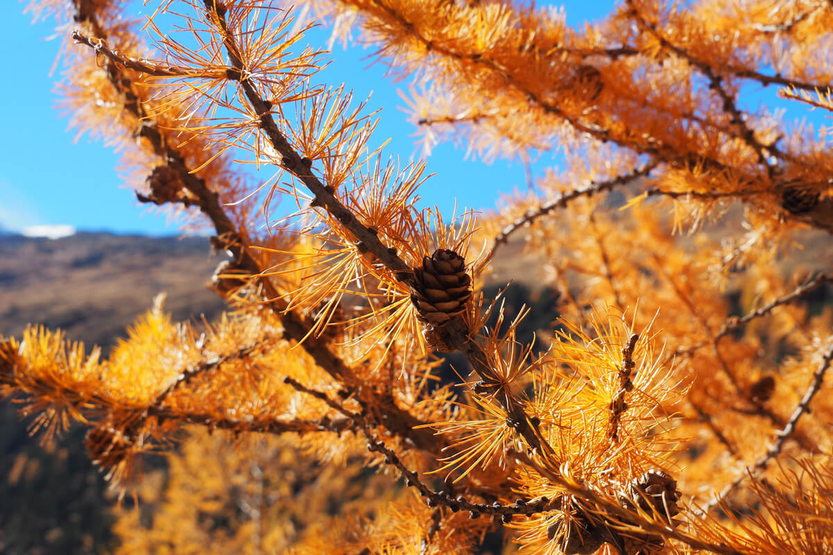 Indian Summer in Engadine, Switzerland