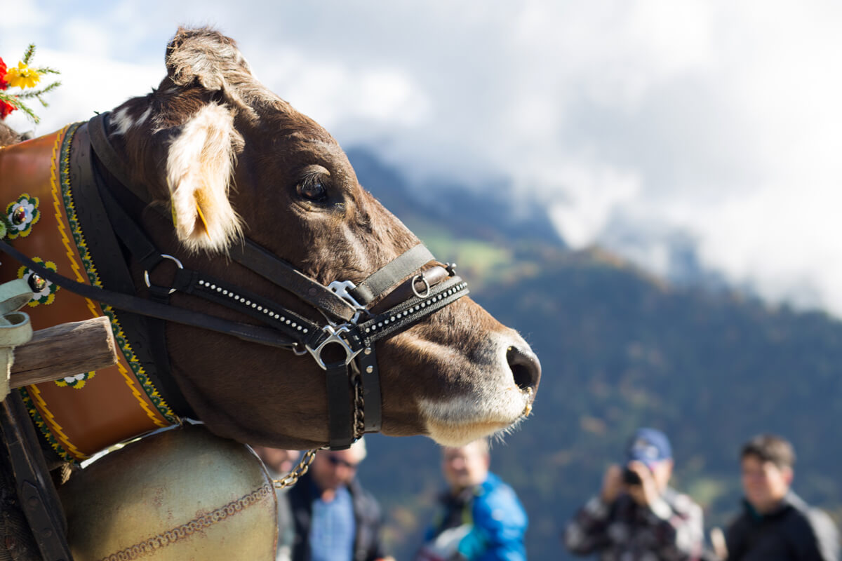 Alp Spektakel Prättigau