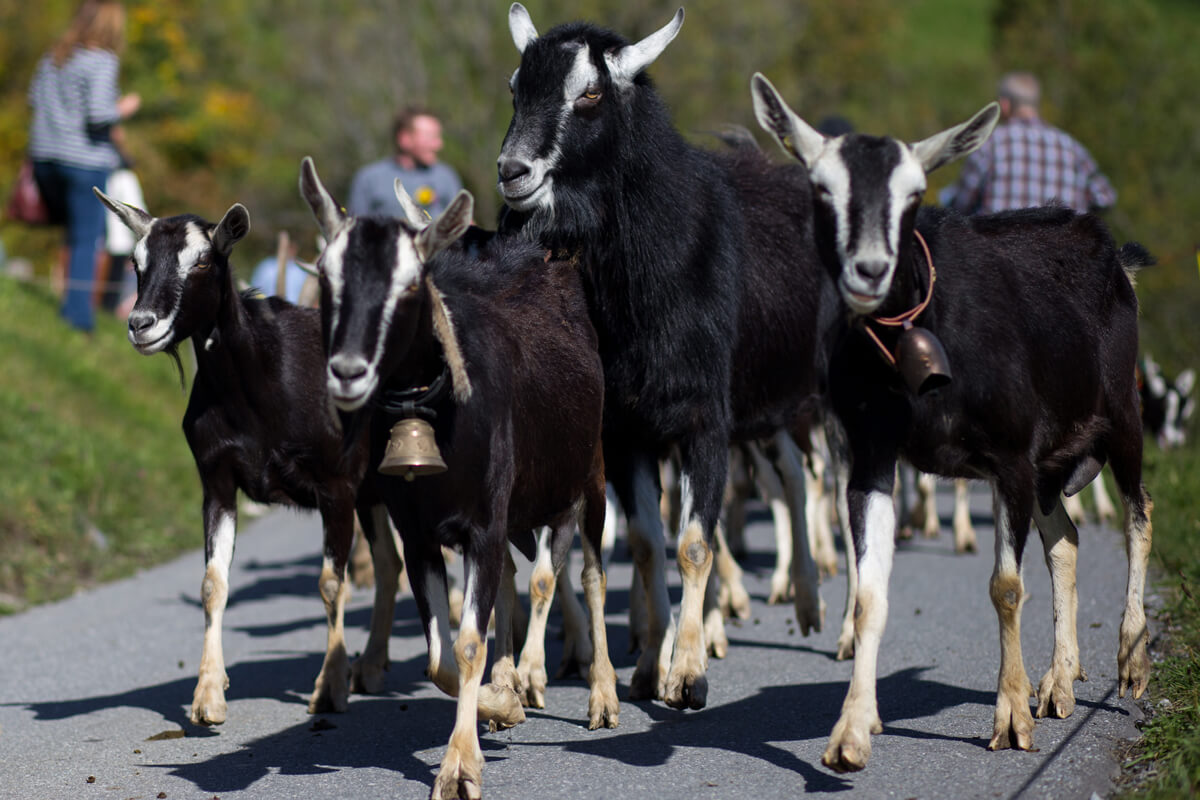 Alp Spektakel Prättigau