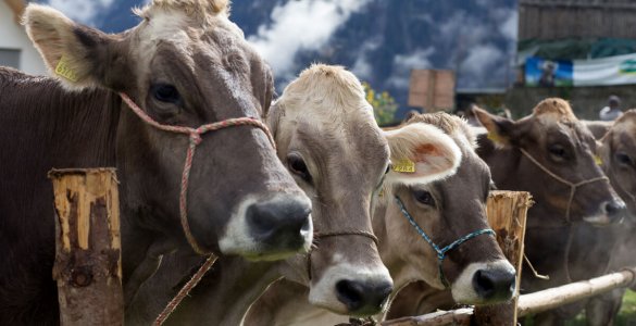 Alp Spektakel Prättigau