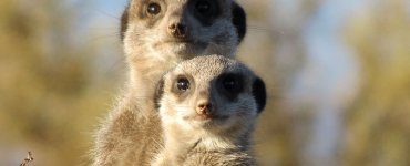 The Swiss Stare
