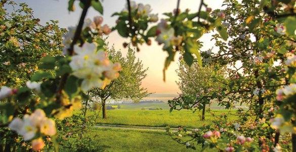 Thurgau Apple Orchard - Copyright Thurgau Tourism