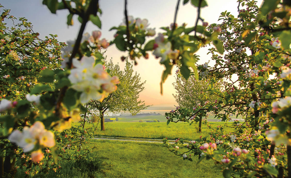 Thurgau Apple Orchard - Copyright Thurgau Tourism