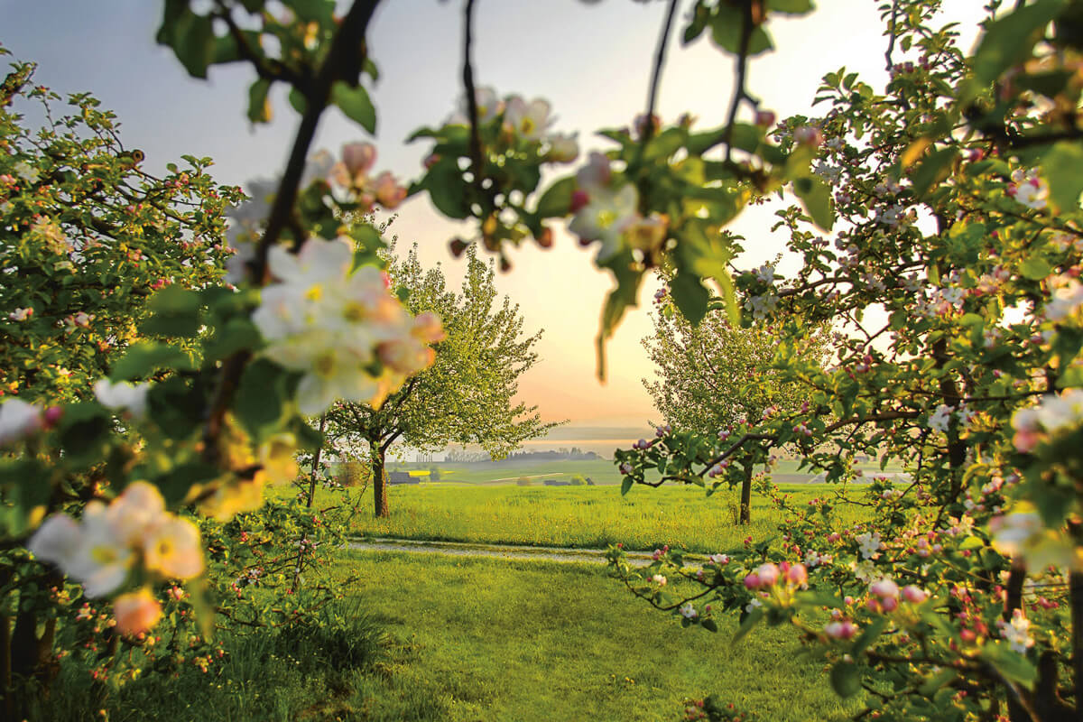 Thurgau Apple Orchard - Copyright Thurgau Tourism