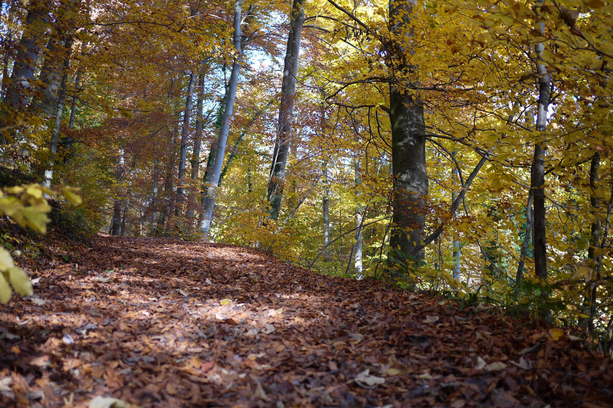 Zürich is a runner's paradise