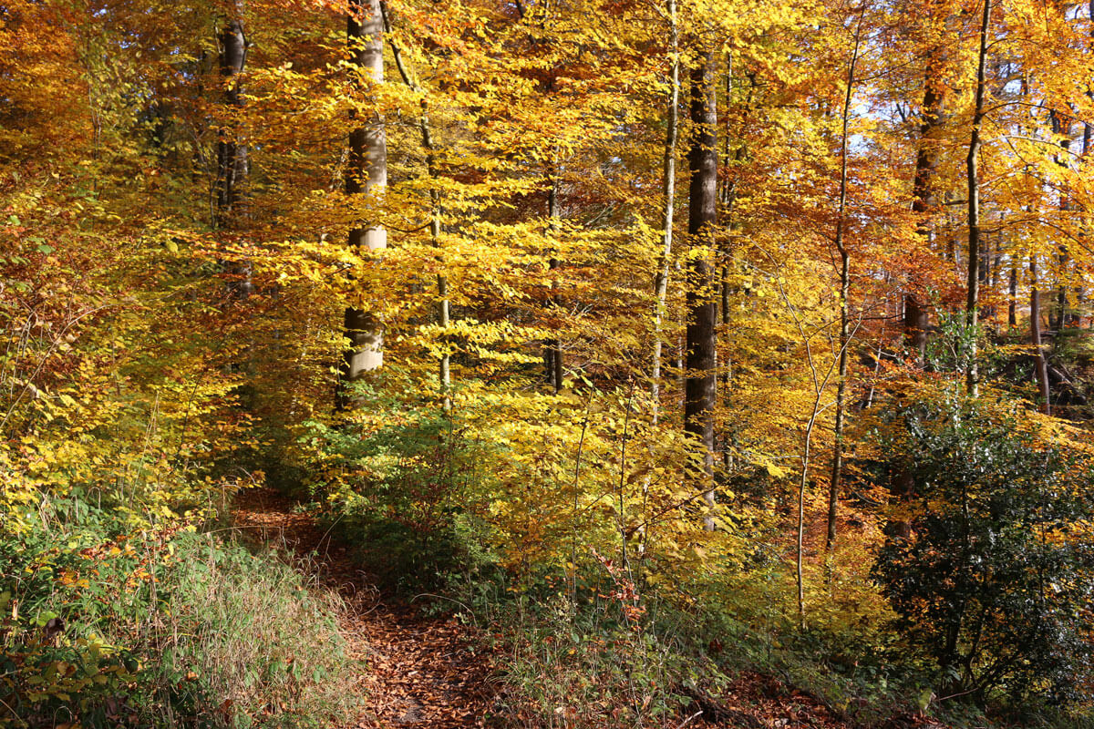 Zürich is a runner's paradise