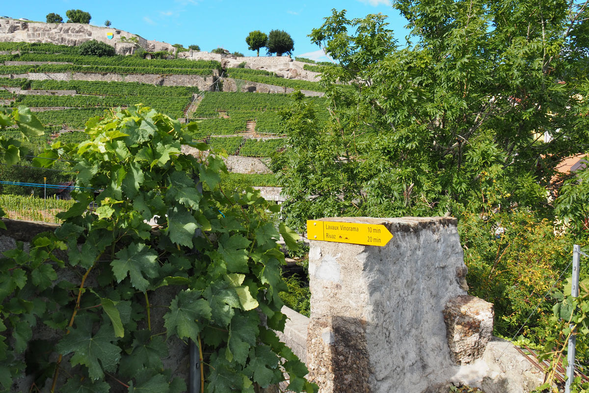 Lavaux Wine Hike in Switzerland