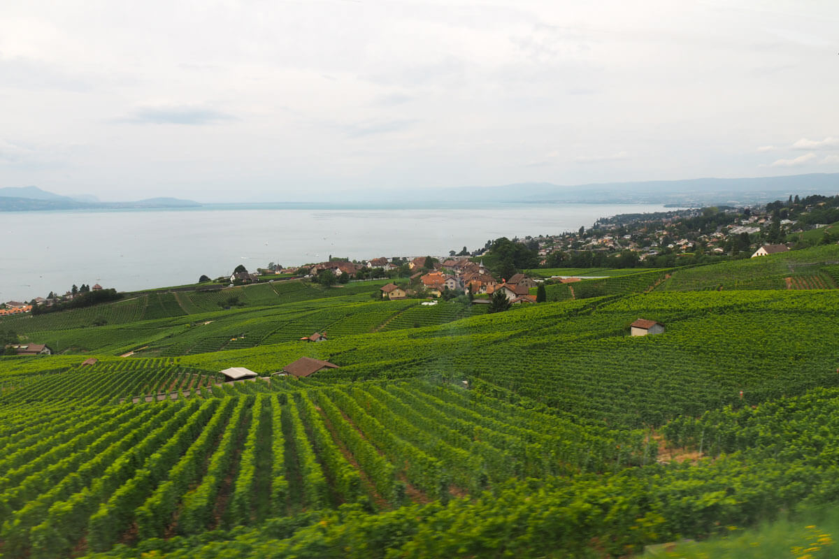 Lavaux Wine Hike in Switzerland