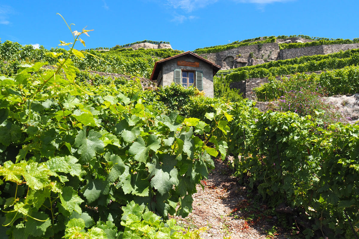 Lavaux Wine Hike in Switzerland