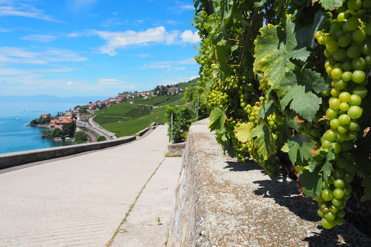 Saint-Saphorin in Lavaux, Switzerland