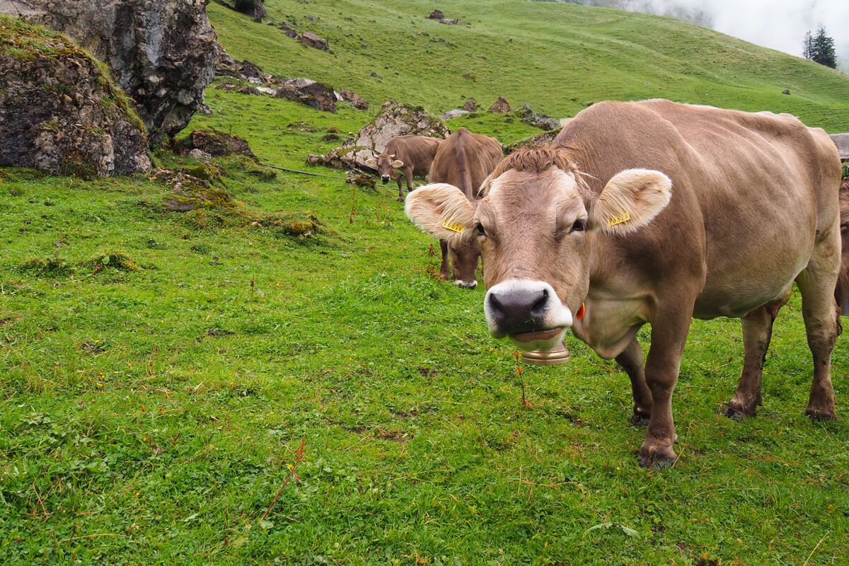 Cow at Musenalp in Isenthal, Switzerland