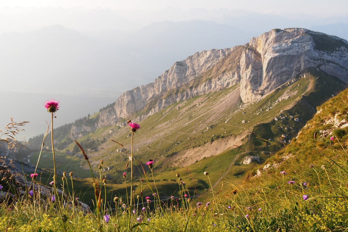 Mount Pilatus Flower Trail