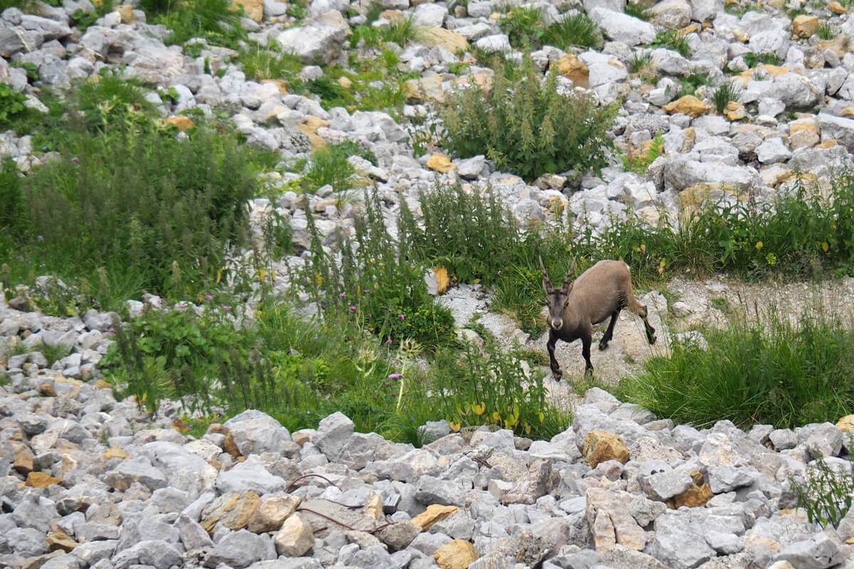 Mount Pilatus - Ibex Safari