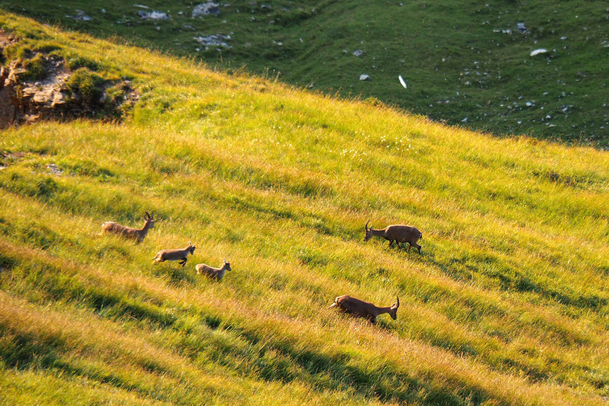 Mount Pilatus - Ibex Safari