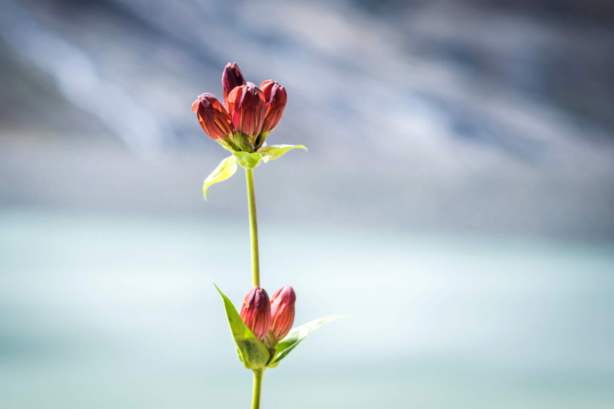 Saas Valley Alpine Experience Purple Gentian