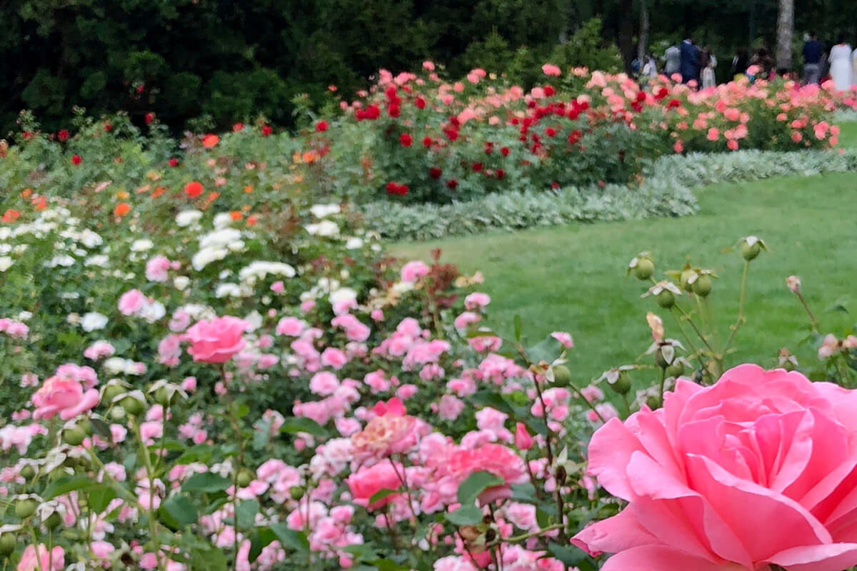 Bern, Switzerland Rose Garden