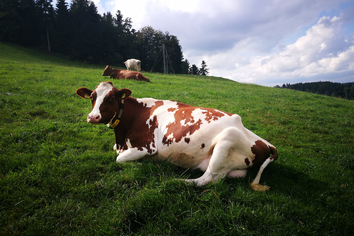 Vale Emmental na Suíça