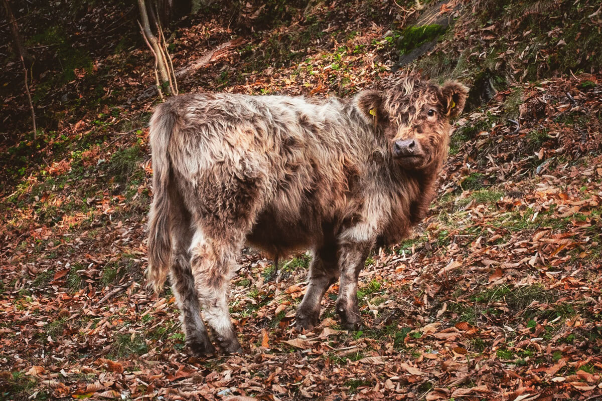 Sentiero del Castagno - Ticino Chestnut Hike