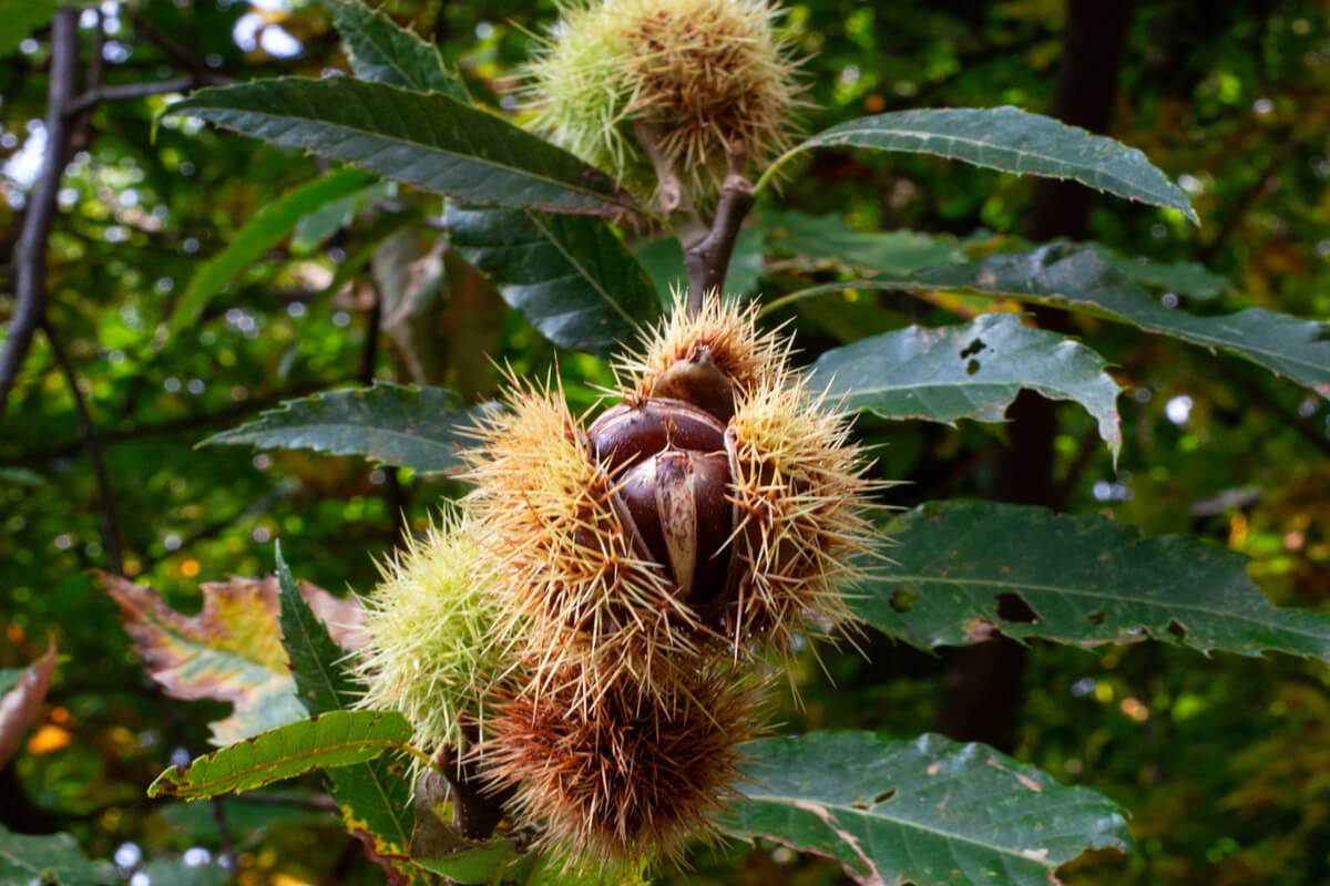 Sentiero del Castagno - Ticino Chestnut Hike