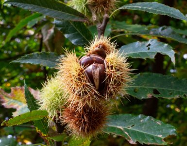 Sentiero del Castagno - Ticino Chestnut Hike