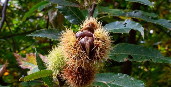 Sentiero del Castagno - Ticino Chestnut Hike