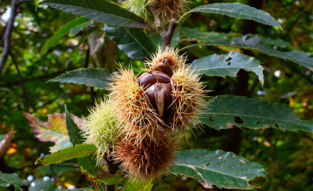 Sentiero del Castagno - Ticino Chestnut Hike