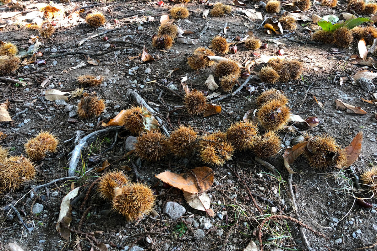 Sentiero del Castagno - Ticino Chestnut Hike