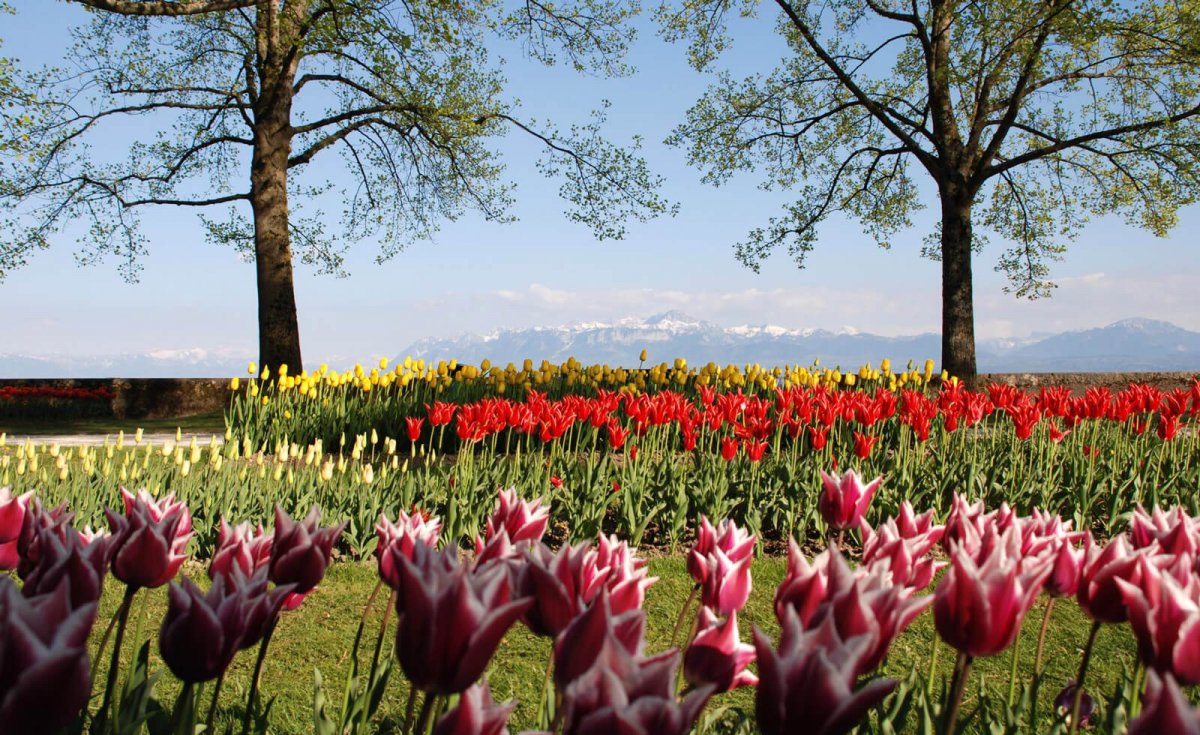 Color up your life at the annual Tulip Festival in