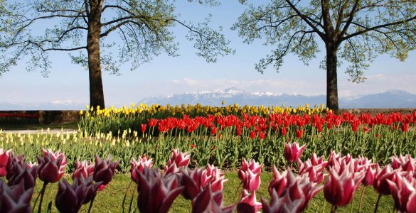 Morges Tulip Festival