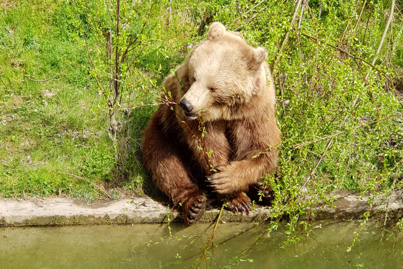 Bear Park in Bern, Switzerland