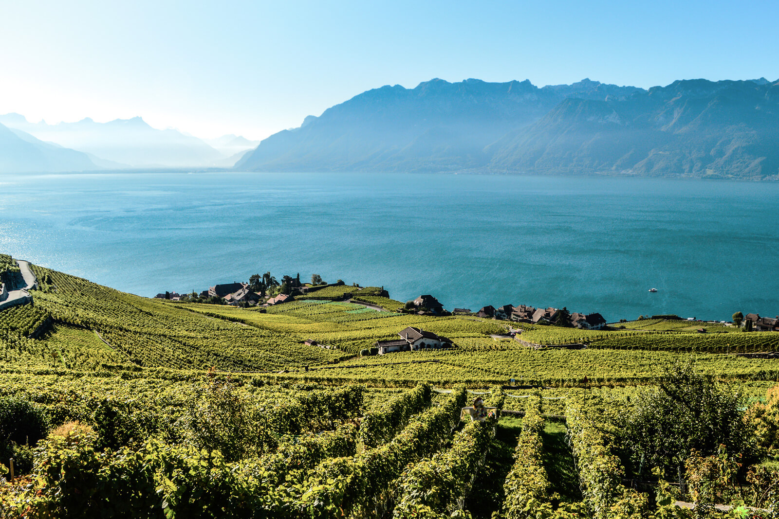 Lavaux Vineyard Terraces