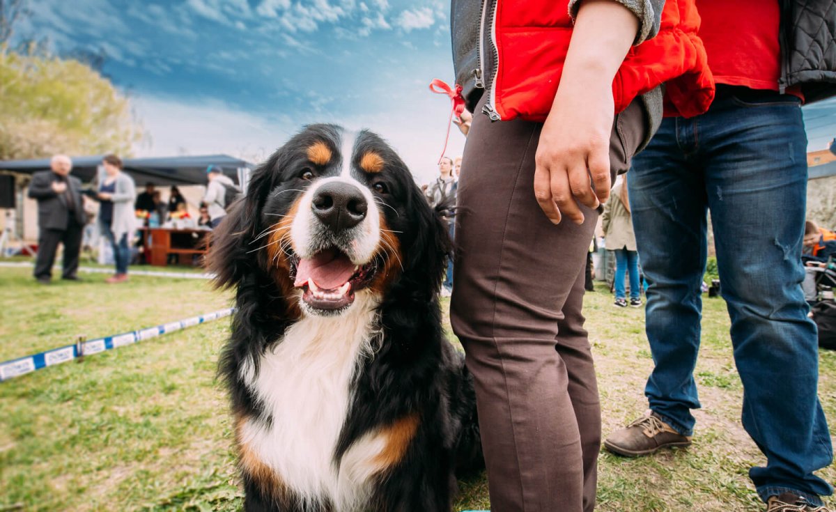 Greetings in Switzerland - Bernese Mountain Dog