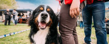 Greetings in Switzerland How to Say Hello in Swiss German - Bernese Mountain Dog
