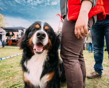 Greetings in Switzerland - Bernese Mountain Dog