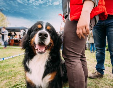 Greetings in Switzerland - Bernese Mountain Dog