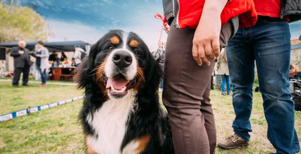 Greetings in Switzerland - Bernese Mountain Dog