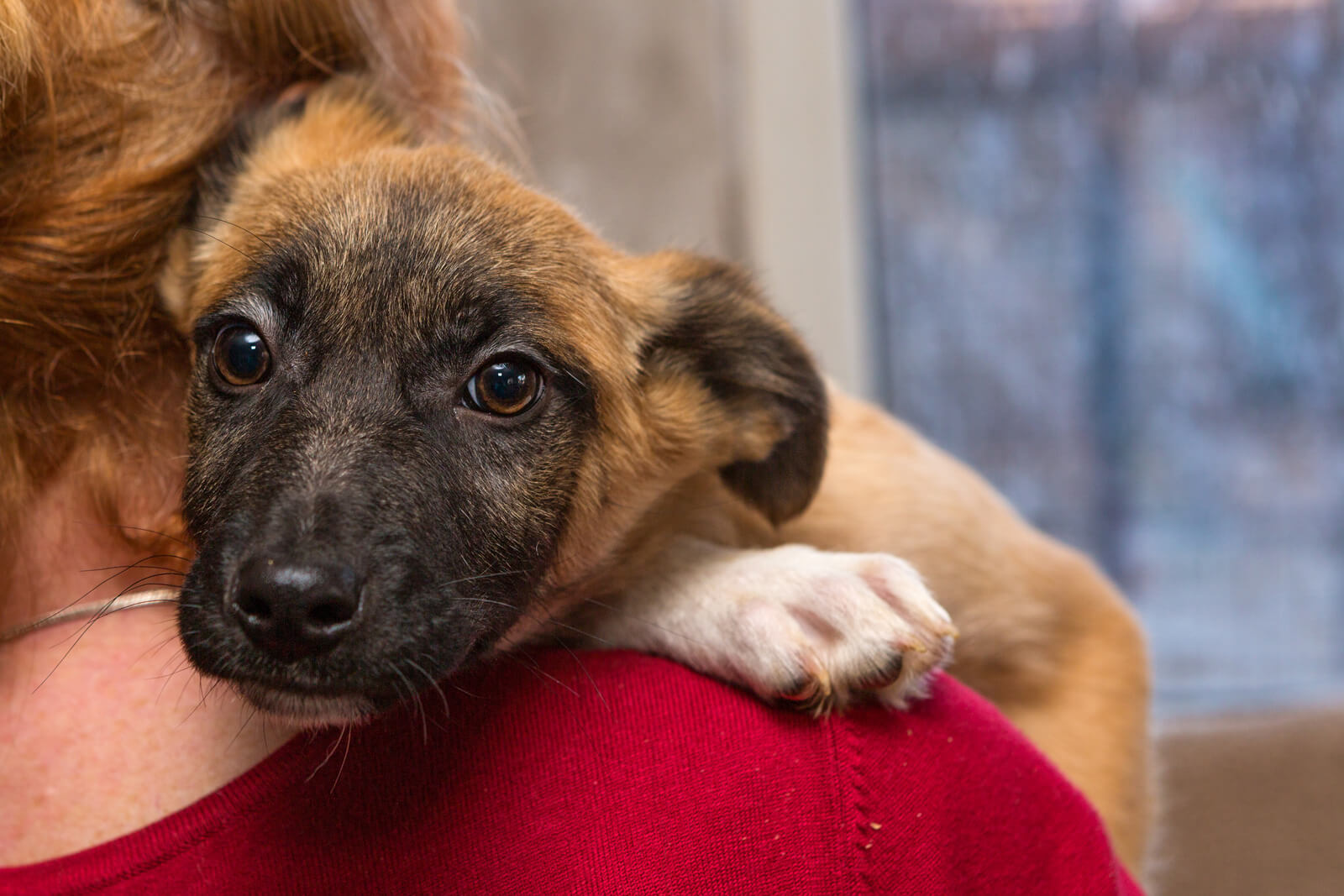 Homeless Puppy from a Shelter