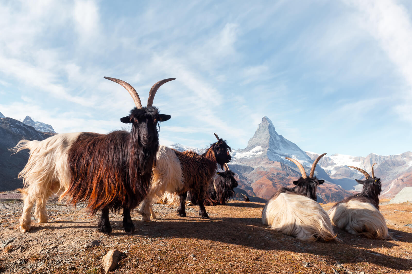 Matterhorn Stellisee - Valais Goats