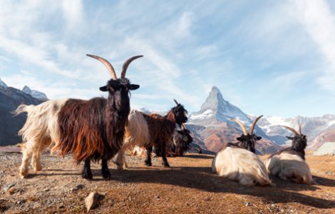 Matterhorn Stellisee - Valais Goats in Switzerland