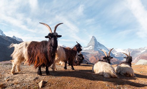 Matterhorn Stellisee - Valais Goats in Switzerland