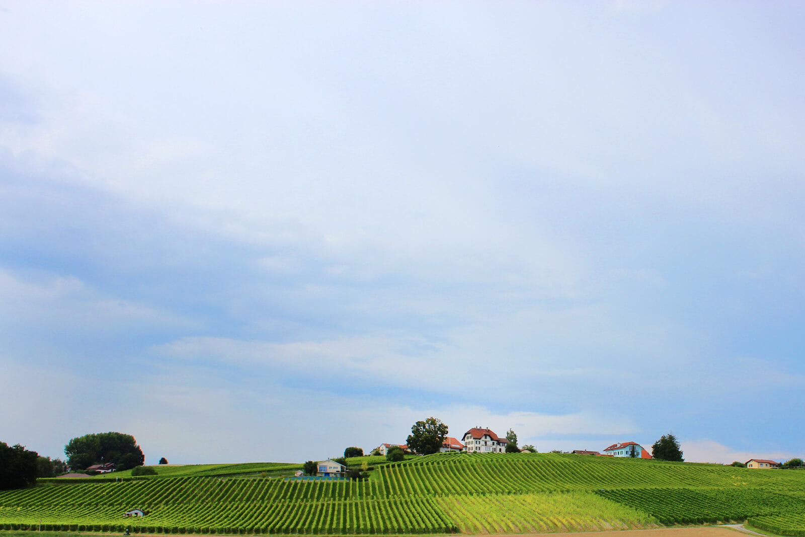 Domaine Henri Cruchon - Abbesses