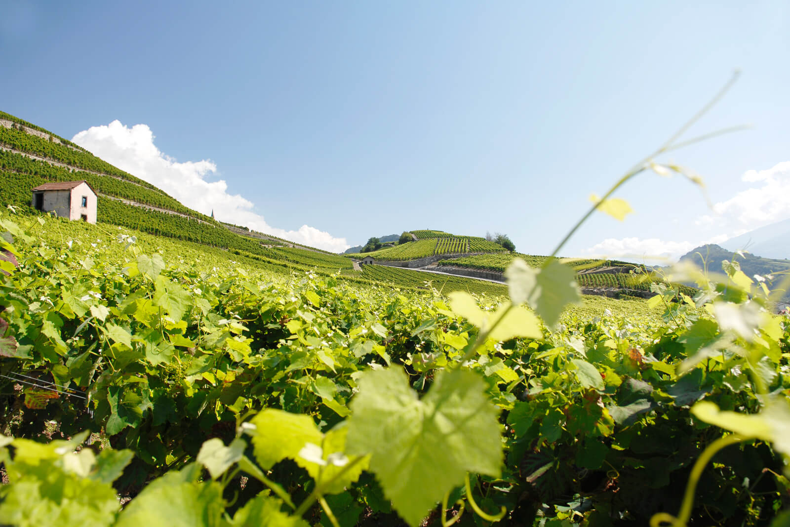 Domaine Jean-René Germanier - Vetroz