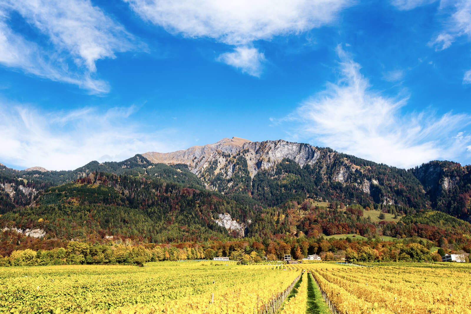 Weingut Donatsch during autumn