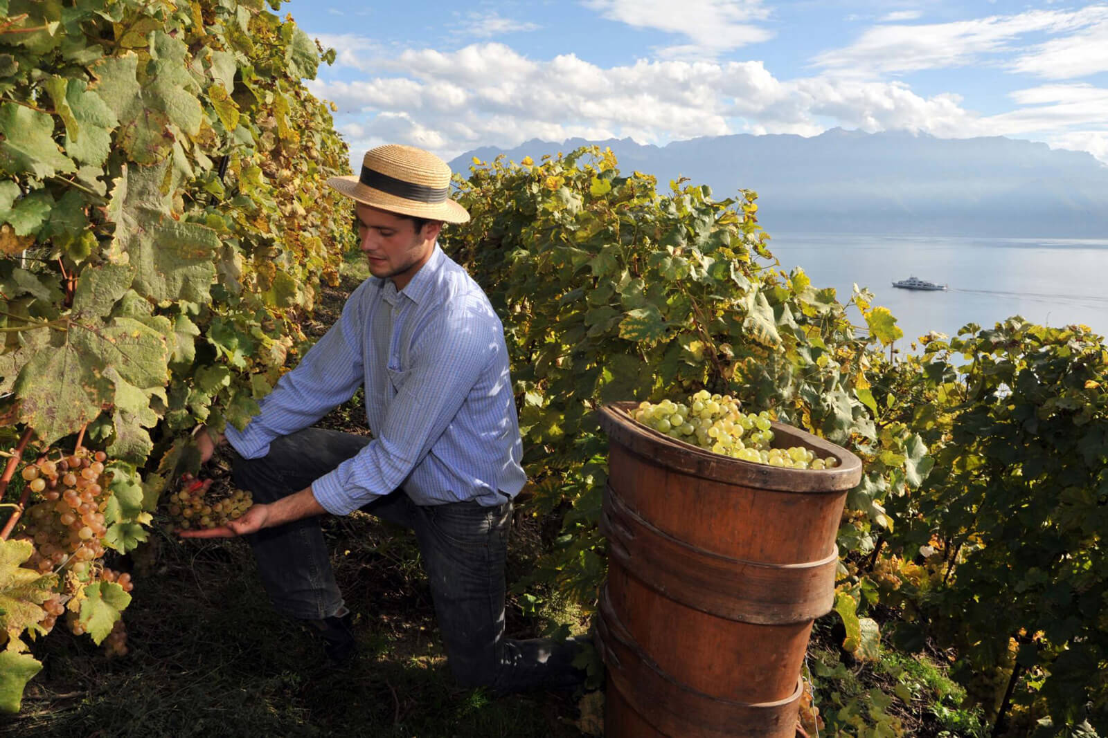 Wine Harvest in Lavaux