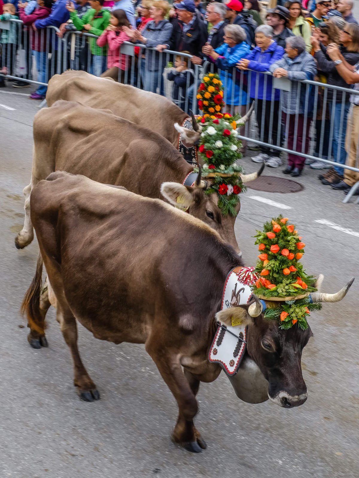 Alpabzug Alpine Cow Parade in Etivaz