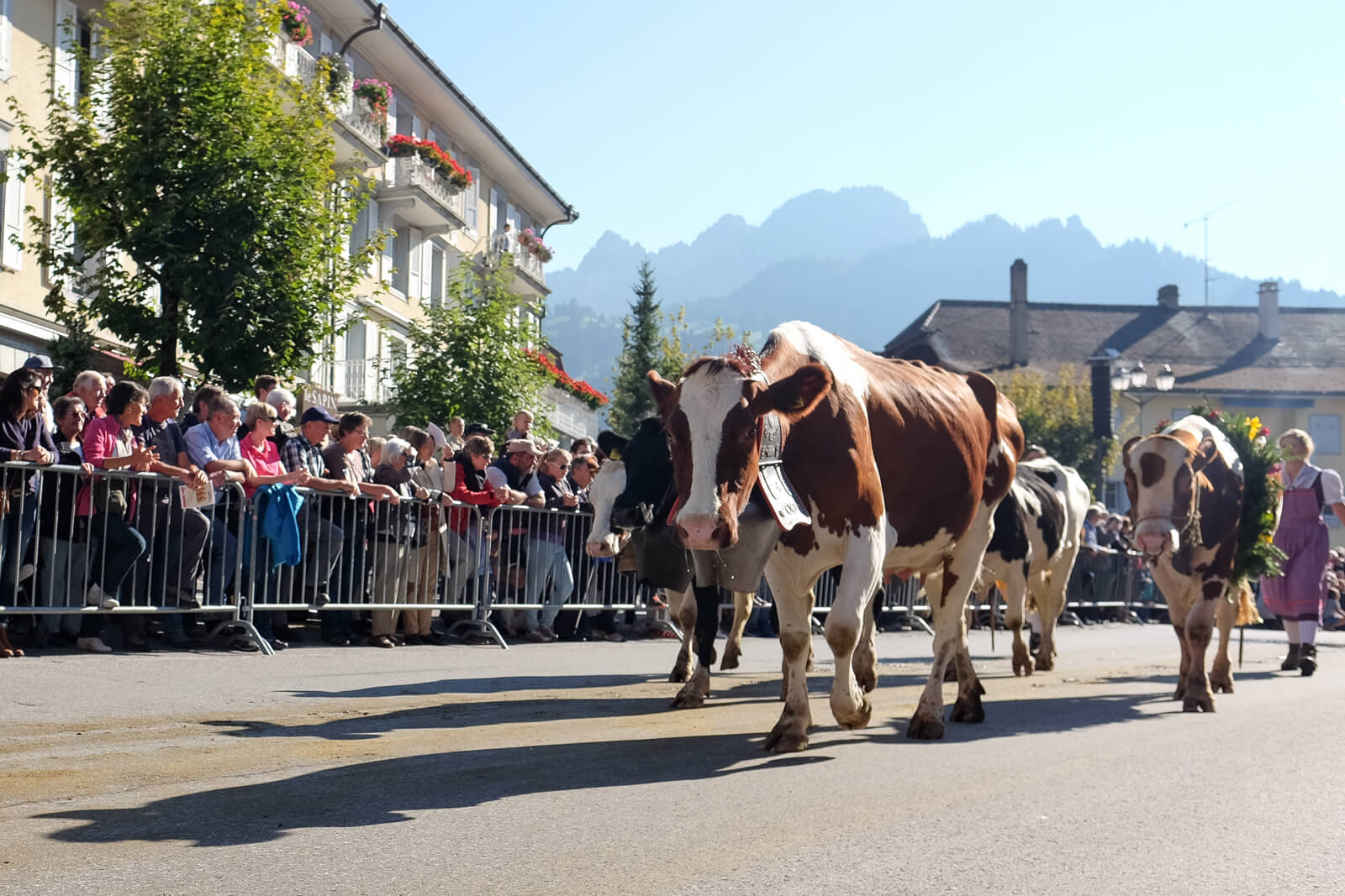 Alpabzug Alpine Cow Parade in Etivaz