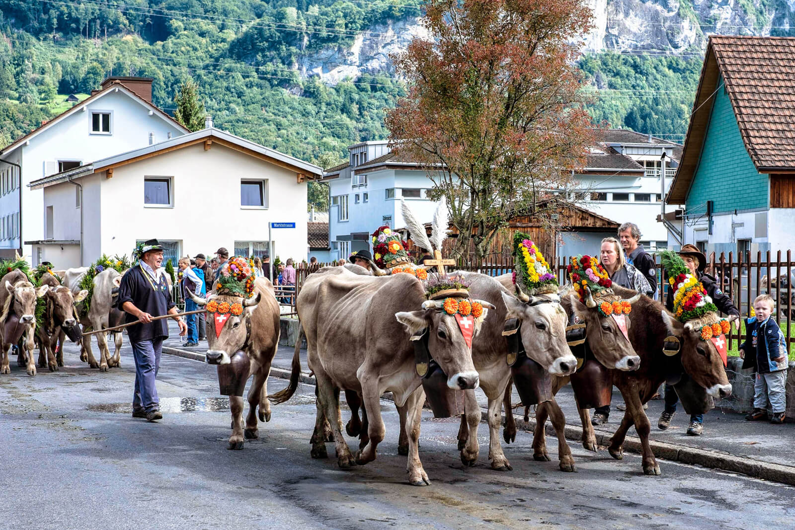 Alpabzug Alpine Cow Parade in Flims